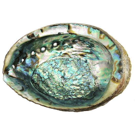 Abalone shell for smudge